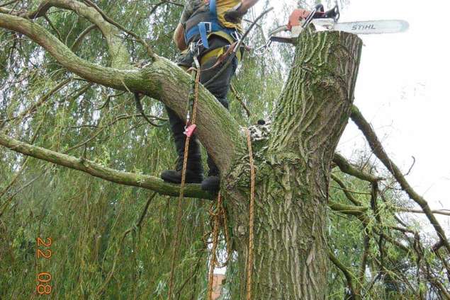 bomen rooien Tilburg in de Reeshof